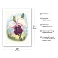 thumbnail image 2 of White Cattleya Orchid - The Queen of Orchids - Hawai’i - Vintage Hawaiian Airbrush Art by Ted Mundorff c.1940s - Fine Art Matte Paper Print (Unframed) 18x24in, 2 of 4