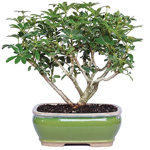 Brussel's Bonsai Dwarf Hawaiian Umbrella Tree