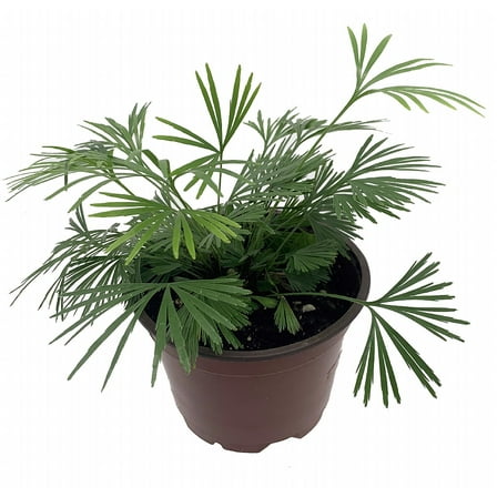 Erotic Arabian Eyelash Fern - Actiniopteris semiflabellatta - 4" Pot - Rare Fern