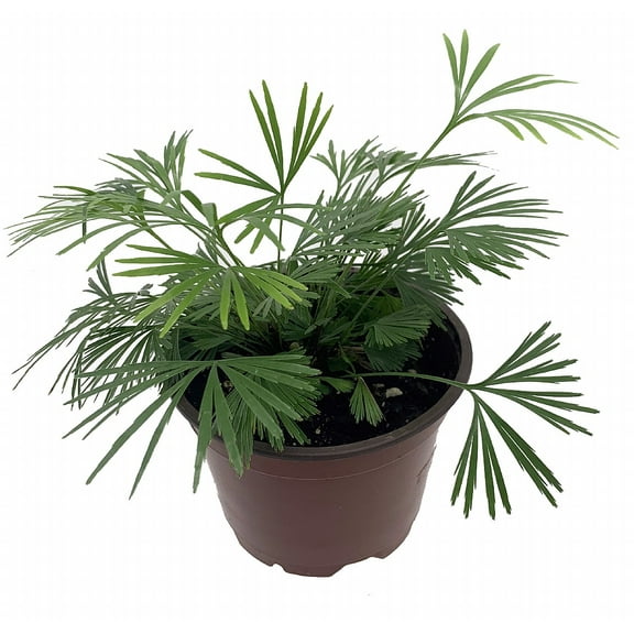 Erotic Arabian Eyelash Fern - Actiniopteris semiflabellatta - 4" Pot - Rare Fern