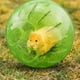 thumbnail image 5 of Mini Pelota para Correr Plástico Hámster Jerbo () Verde, 5 of 9