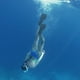 thumbnail image 4 of Aletas de entrenamiento de natación, aletas de natación, tamaño de viaje para snorkel, buceo, actividades en piscina, hombres, mujeres y niños, nuevo diseño moderno de dos tonos, bolsa de malla de, 4 of 8