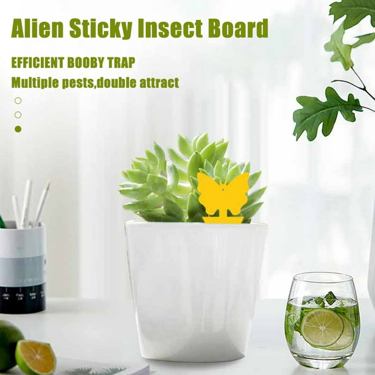 48 Pcs Sticky Fruit Fly and Gnat Trap Yellow Sticky Bug Traps for Indoor  Outdoor UseInsect Catcher for White Flies,Mosquitos,Fungus Gnats,Flying  Insects,Disposable Glue Trappers 