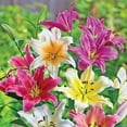 thumbnail image 2 of All Summer Fowering Garden Lily Mixture Dormant Bulbs (10-Pack), 2 of 3