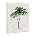 thumbnail image 2 of Stupell Industries Bohemian Coastal Palms Vintage Canvas Art, 36 x 48, by Val Rhodes, 2 of 8