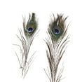 thumbnail image 3 of Lots 10 Pcs Plumes d'Œil de Queue de Paon Naturelles Réelles pour Bricolage 23-30cm/10-12 Pouces, 3 of 8