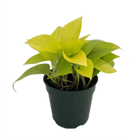 Neon Devil's Ivy - Pothos - 3.5" pot - Epipremnum