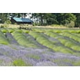 thumbnail image 2 of Dana Styber 18x13 White Modern Wood Framed Wall Art Titled - Lavender Hill I, 2 of 5
