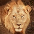 thumbnail image 2 of Michal, Susan 26x26 White Modern Wood Framed Museum Art Print Titled - Lion Up Close, 2 of 4
