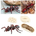 thumbnail image 4 of Esquirla 1 Set Life Cycle Stages Classroom Teaching Accessories Educational Toy - Red, 4 of 8