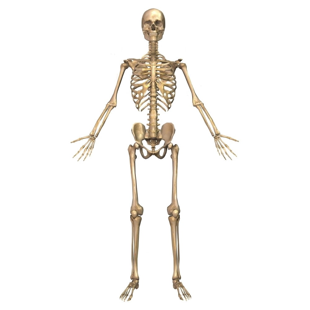 Human skeletal system, front view Poster Print - Walmart.com - Walmart.com