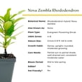 thumbnail image 6 of 2 Nova Zembla Rhododendron – Cold Hardy Flowering Evergreen Shrub with Large Cherry-Red Blooms for Privacy Screens & Hedges (Rhododendron hybrid ‘Nova Zembla’) in 3.5” Cubes, Live Plants, 6 of 9