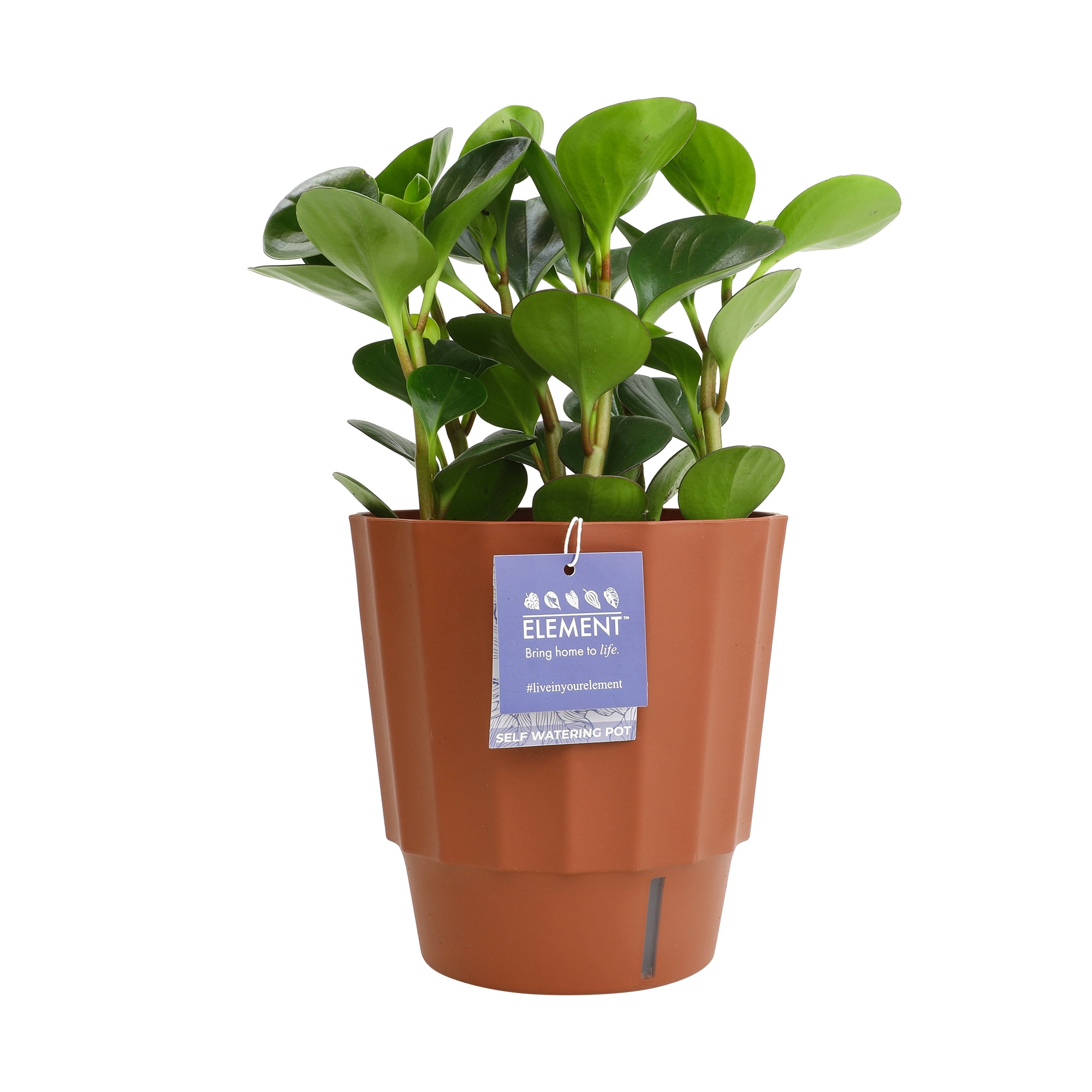 Altman Plants Element 6" Green Peperomia Live Plants in 6" Self Watering Pot