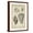 Brown Frame, variant on Art.com Vintage Shell Study II Art Print by Martini, 12" x 18"