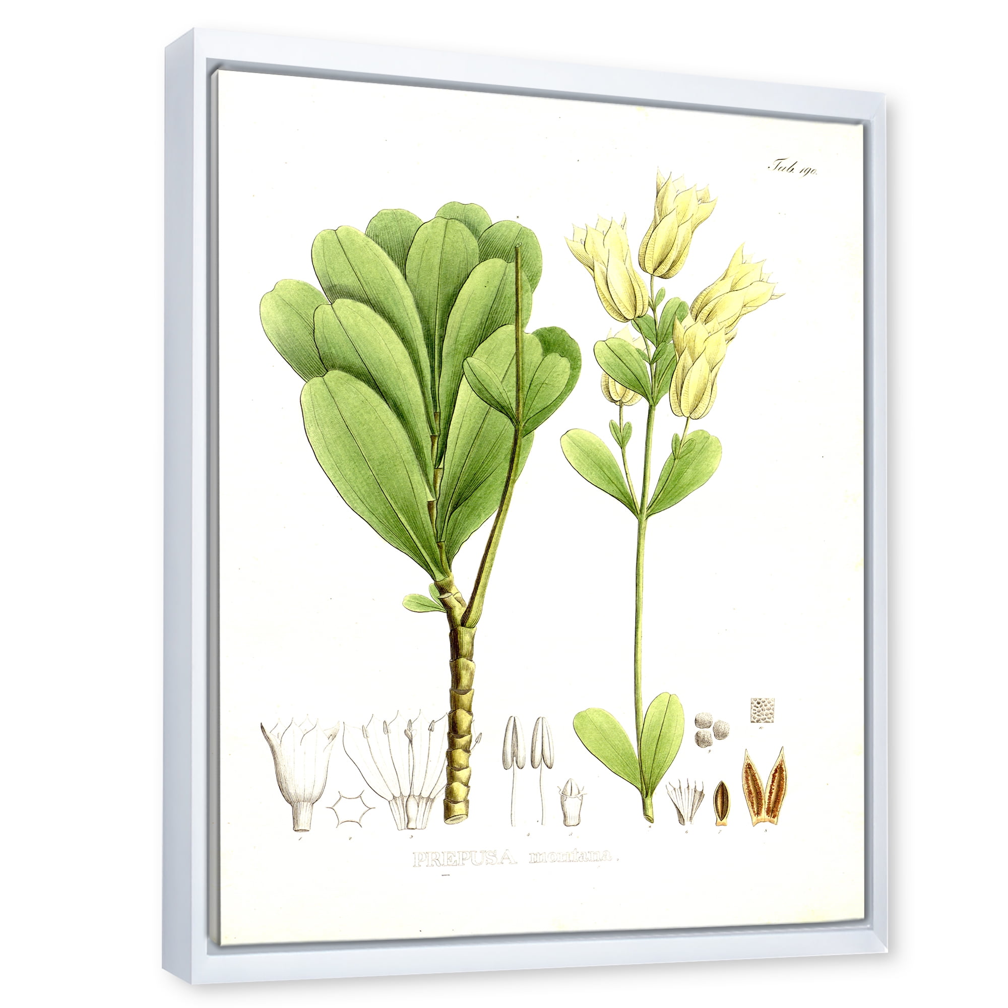 Designart 'Ancient Brazilian Plant III' Traditional Framed Canvas Wall Art Print