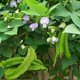 thumbnail image 3 of New New Adjustable Anti Snoring Mouthpiece Guard Anti Snore Sleep Apnea Teeth Grind, 3 of 5