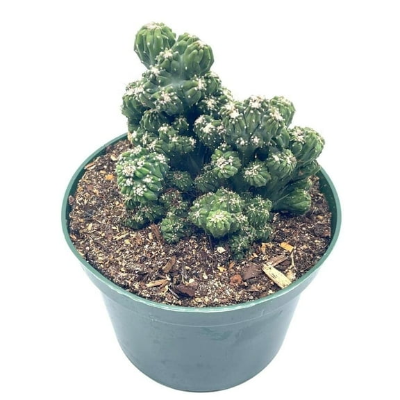 Florida House Plants 6" Crested Peruvian Apple Cereus Cactus, Hedge Cacti