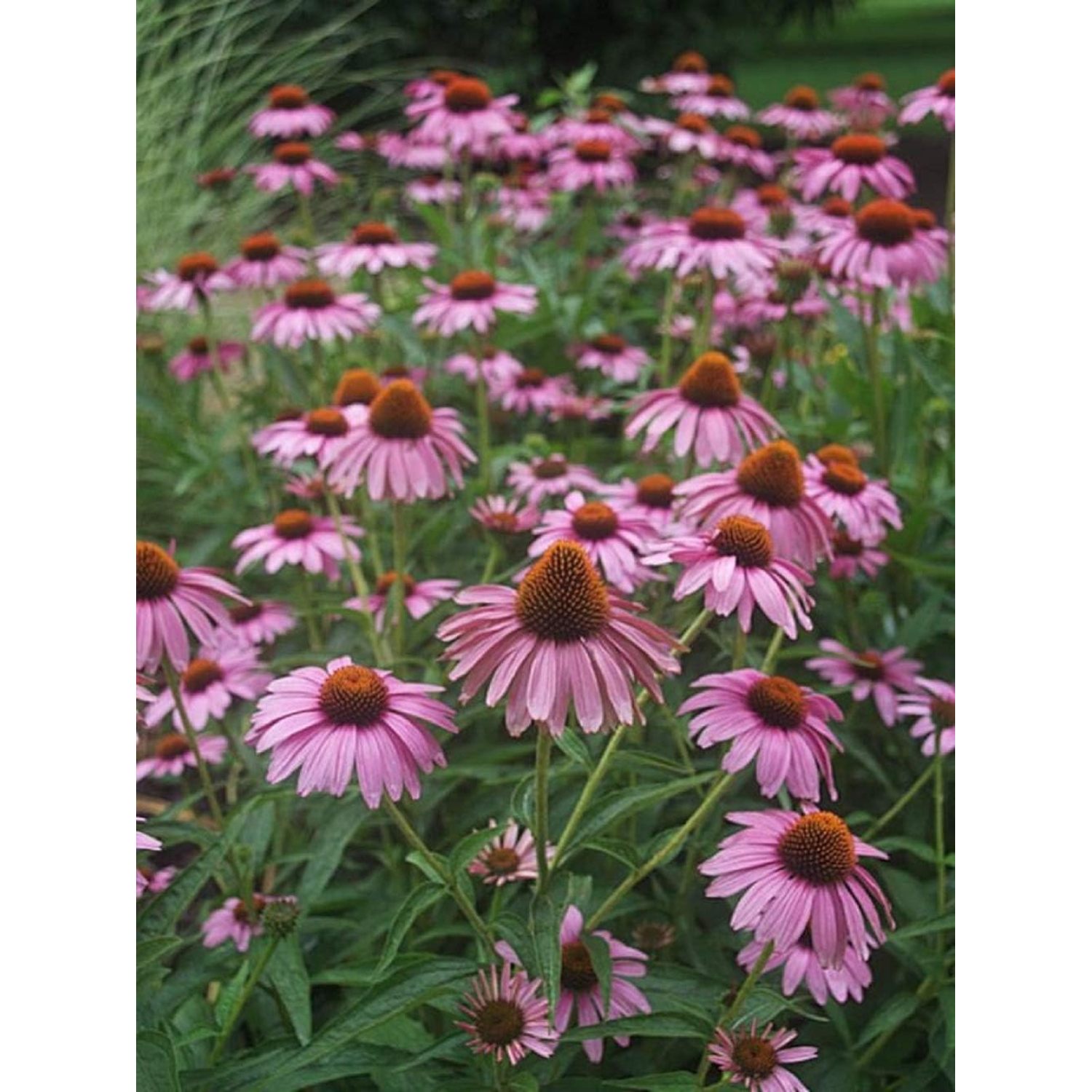1 Starter Plant Magnus Coneflower Echinacea Flowers Outdoor Garden