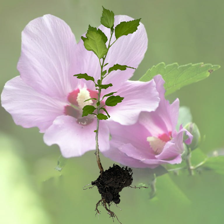 Rose Of Sharon Hibiscus Organic Live Plant w/ Roots Transplant
