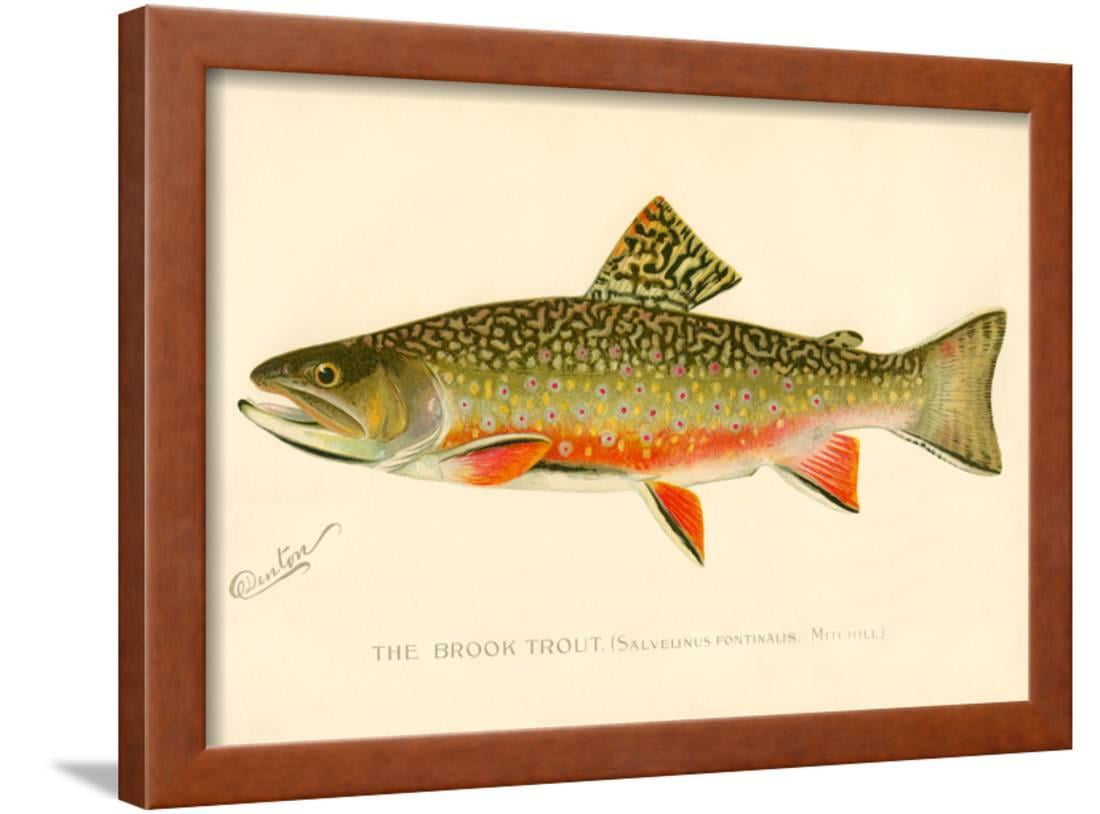 Color Arizona Cutthroat Trout Fishing State Vinyl Decal Sticker HIGH QUALITY