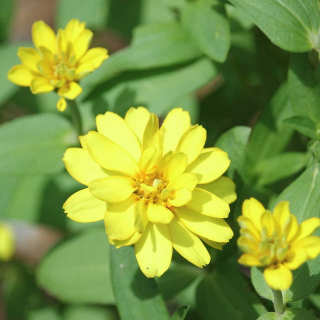 Zinnia Flower Garden Seeds Profusion Series Double Yellow Packet