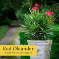 thumbnail image 2 of 12 Nerium Red Oleander Shrubs | Deer-Resistant Evergreen | Stunning Red Blooms for Outdoor Landscaping, 2 of 8