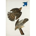 thumbnail image 2 of Audubon, John James 23x32 Black Ornate Wood Framed with Double Matting Museum Art Print Titled - Stanley Hawk, 2 of 4