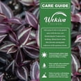 thumbnail image 2 of Purple Tradescantia - Wandering Jew Hanging Basket - 1 Live Plant In a 4 Inch Hanging Basket - Tradescantia Pallida - Beautiful Clean Air Indoor Outdoor Vine, 2 of 6