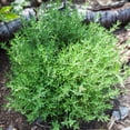 thumbnail image 5 of 3 English Thyme Plants Live - 3 to 6 Inch Culinary Thyme Herb Plants, Fragrant Herb, Well Rooted in Soil No Pot, 5 of 6