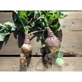 thumbnail image 3 of 3000 LAURENTIAN RUTABAGA Brassica Napus Vegetable Seeds, 3 of 7