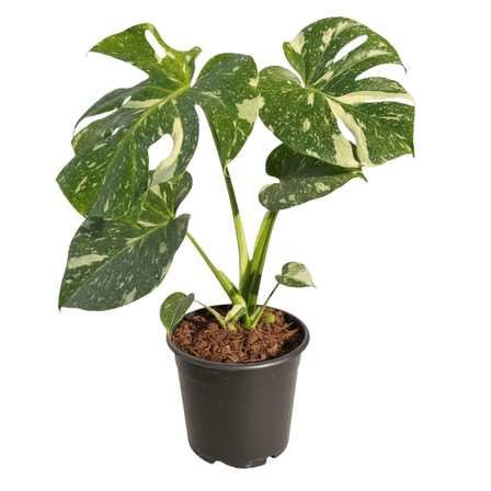 Thai Constellation Monstera Plant Live, Monstera Plant, Variegated Leaves, 4-6 inches Tall for Planting