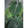thumbnail image 2 of Rare Gloriosum Philodendron - Houseplant - 6" Pot, 2 of 3