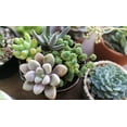 thumbnail image 2 of Gardenera Labs Organic Planting Mix - Provide Your Plants with The Perfect Foundation for Thriving Growth - 4 QUARTS, 2 of 5