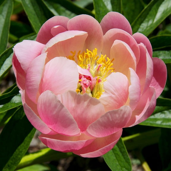 Coral Sunset Peonies Flower Root - Pleasantly Scented Peony - Deer Resistant - Good as Cut Flowers - Naturalizing - Perennializing - Easy to Grow Live Plants - Outdoor Garden