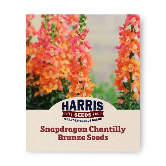 Harris Seeds - Snapdragon Chantilly Bronze F1 Flower Seeds - 500 Seeds