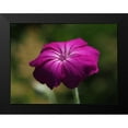 thumbnail image 2 of Bonin, Suzanne 14x12 Black Modern Framed Museum Art Print Titled - Rose Campion, 2 of 5