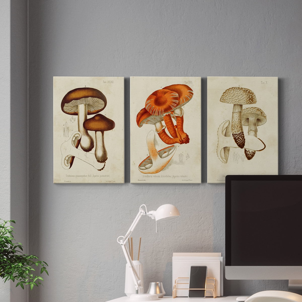 Mushroom Varieties VI Premium Gallery Wrapped Canvas - Ready to Hang - 40 x 60 Each