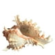 thumbnail image 1 of Btafrte Macetas Concha Mar Soporte Planta Aire Concha Natural Concha Marina para Exhibición, 1 of 9