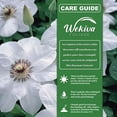 thumbnail image 4 of Clematis Miss Bateman - Live Starter Plant in a 2 Inch Growers Pot - Starter Plants Ready for The Garden - Beautiful White Flowering Vine, 4 of 6
