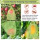thumbnail image 2 of 100 Uds bolsas de protección de frutas 8x12 pulgadas, bolsas de cubierta de red verde protectores de frutas de malla con cordón barrera de plagas para uvas Mango, 2 of 5