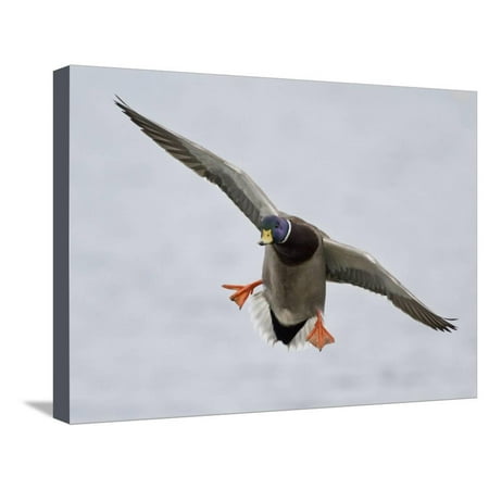 Male Mallard Duck (Anas Platyrhynchos) Flying, Victoria, BC, Canada Stretched Canvas Print Wall Art By Glenn