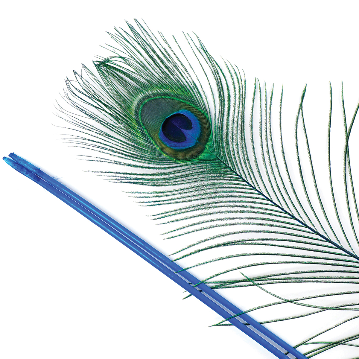 Peacock Eye 30"-40" Stem Dyed 10/Pkg-Dark Turquoise - image 2 of 2