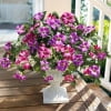Petunia Red Lotus