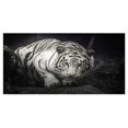thumbnail image 3 of Design Art - White Tiger, 3 of 3