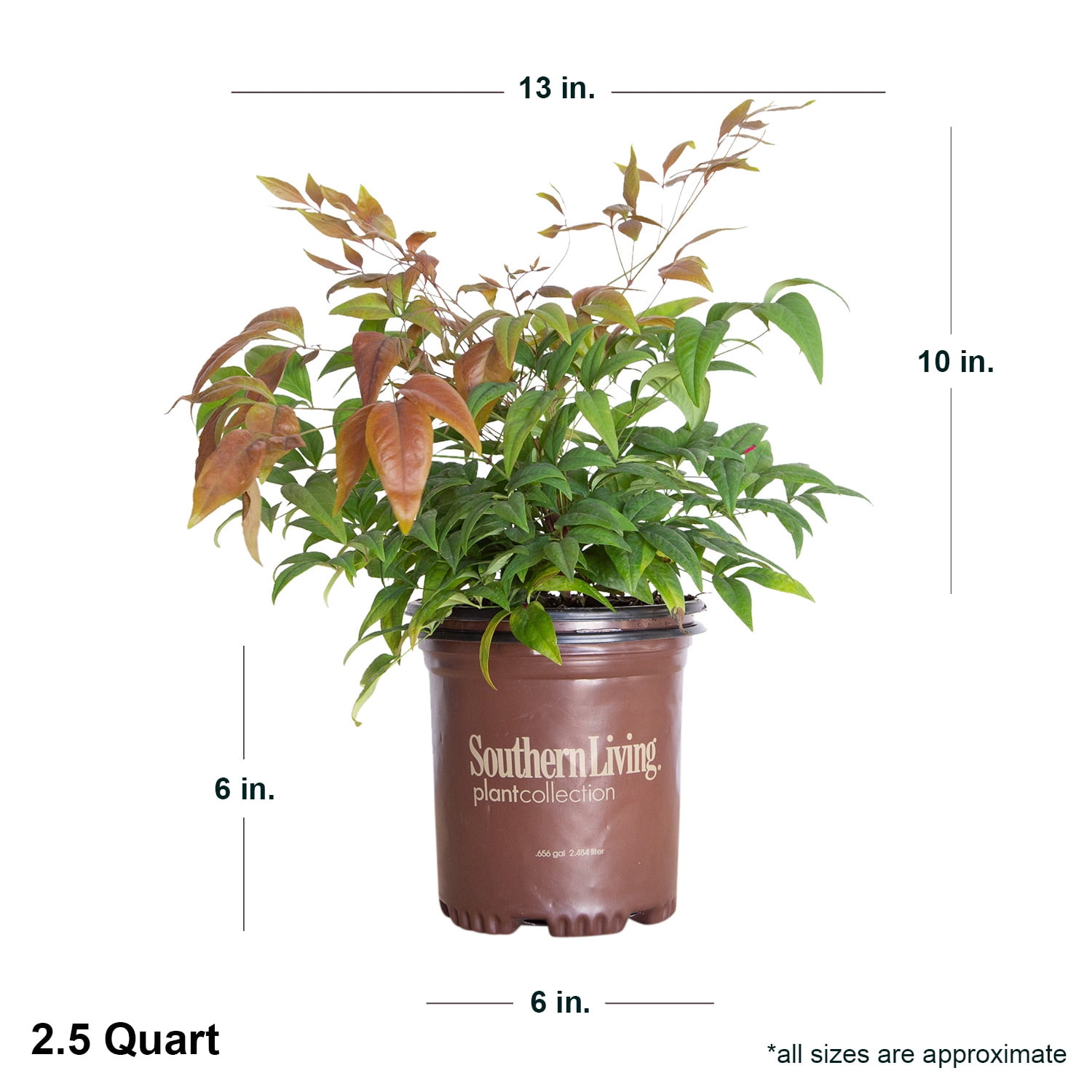 Southern Living Blush Pink Nandina Live Shrub in 2.5-Quart Grower Pot