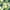 Rebecca Asparagus, variant on Jordan Manufacturing 72" x 22" Rebecca Asparagus Green Floral Rectangular Outdoor Chaise Lounge Cushion with Ties and Hanger Loop