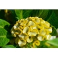 thumbnail image 2 of Exotic Cockscomb Seeds - 250+ Seeds - Amazing Garden Flower - Made in USA - Celosia Seeds, 2 of 2