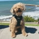 thumbnail image 5 of Arnés para perros Voyager Step-in Air All Weather negro XXXS, 5 of 6