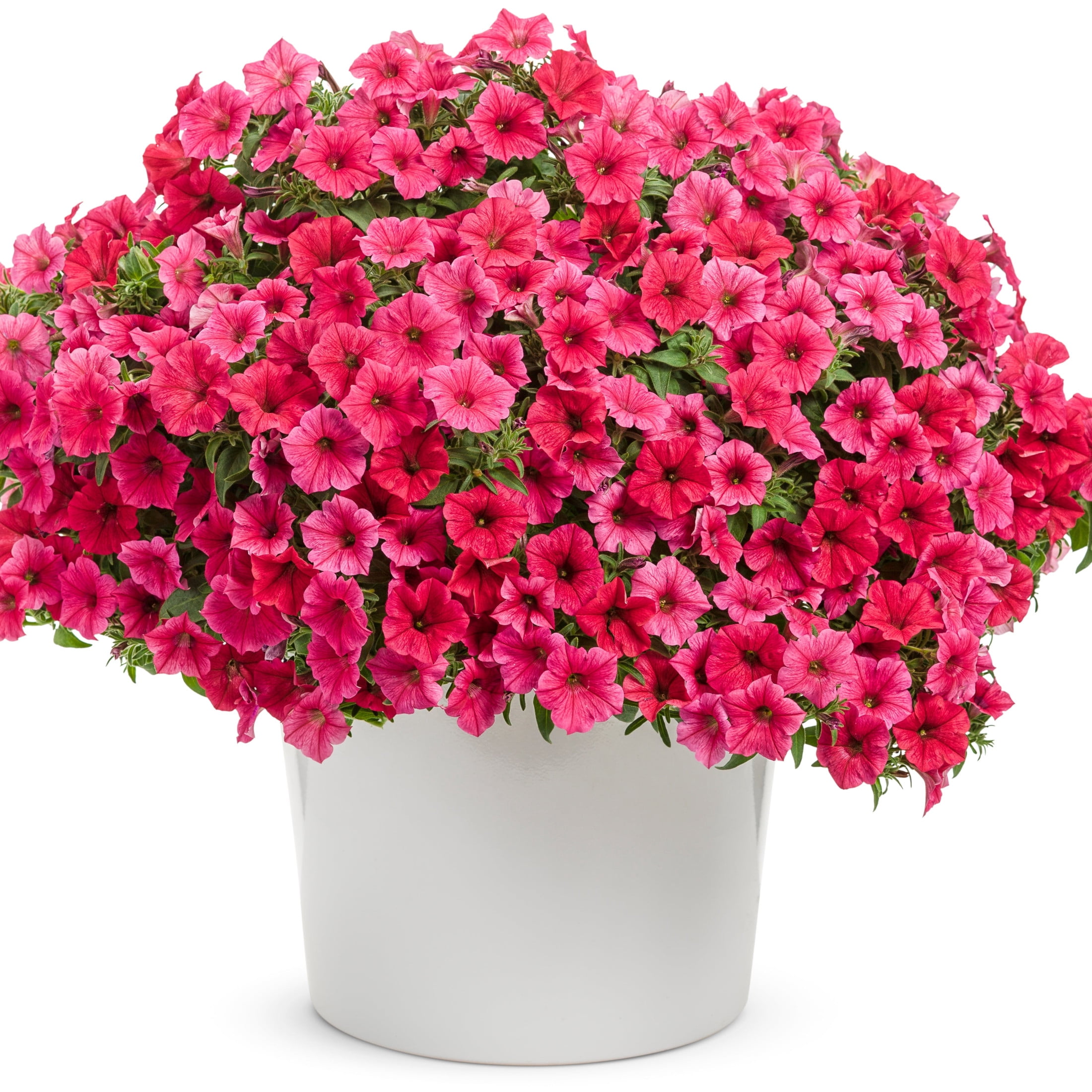 Proven Winners 4" Pink Supertunia Vista Paradise Petunia Live Plant in 4.25" Pot (4 Count)