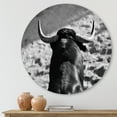 thumbnail image 2 of Designart 'Black and White Portrait Of A Spanish Bull II' Farmhouse Circle Metal Wall Art 23x23 - Disc of 23, 2 of 5